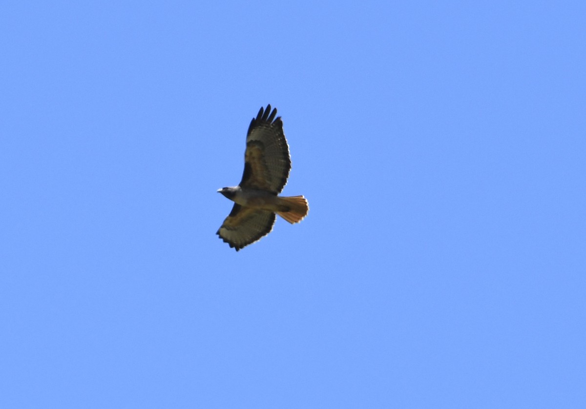 Red-tailed Hawk - ML618240956