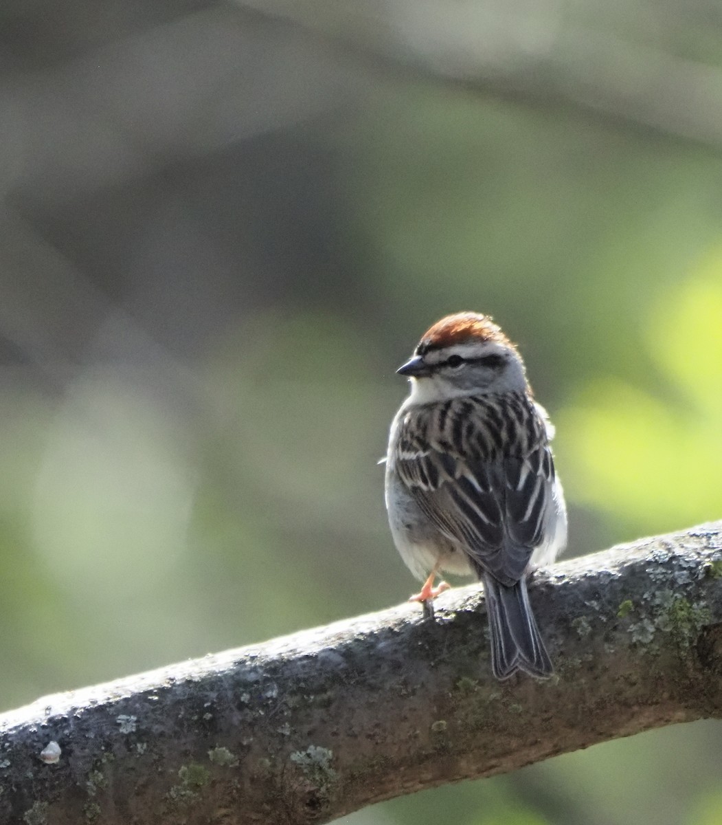 Chipping Sparrow - ML618240957