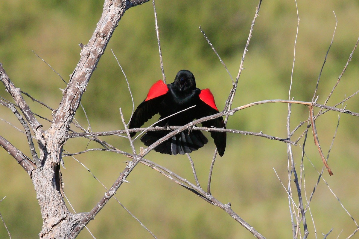 Red-winged Blackbird - ML618240961