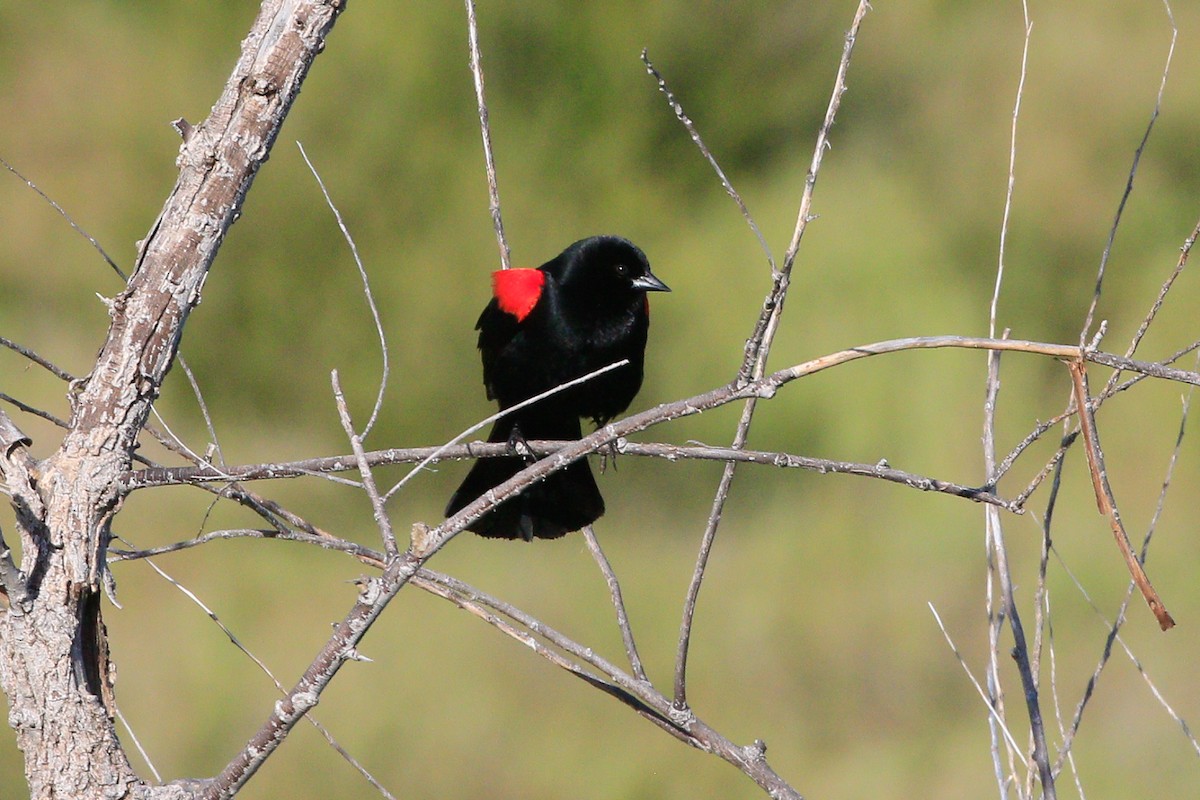Red-winged Blackbird - ML618240963