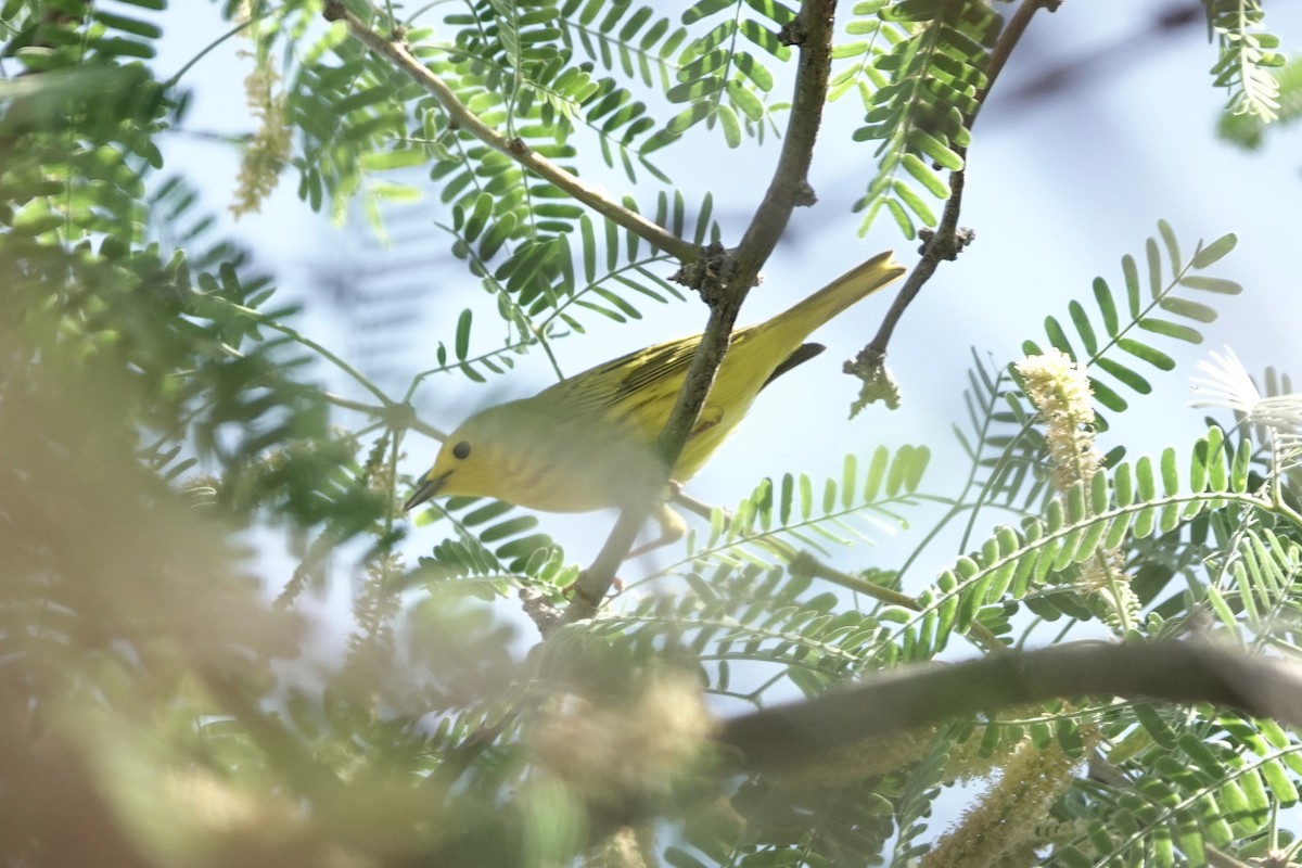 Yellow Warbler - ML618240965