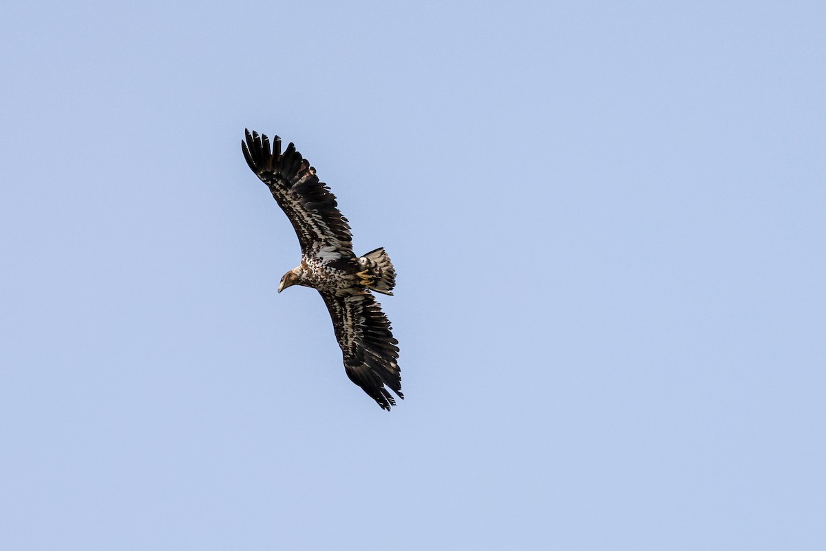 White-tailed Eagle - Joyce Huang