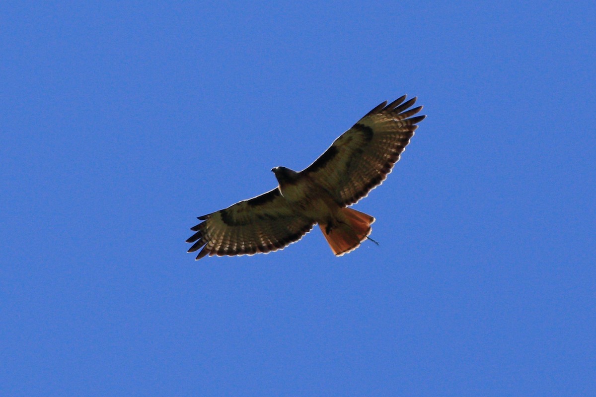 Red-tailed Hawk - ML618240980