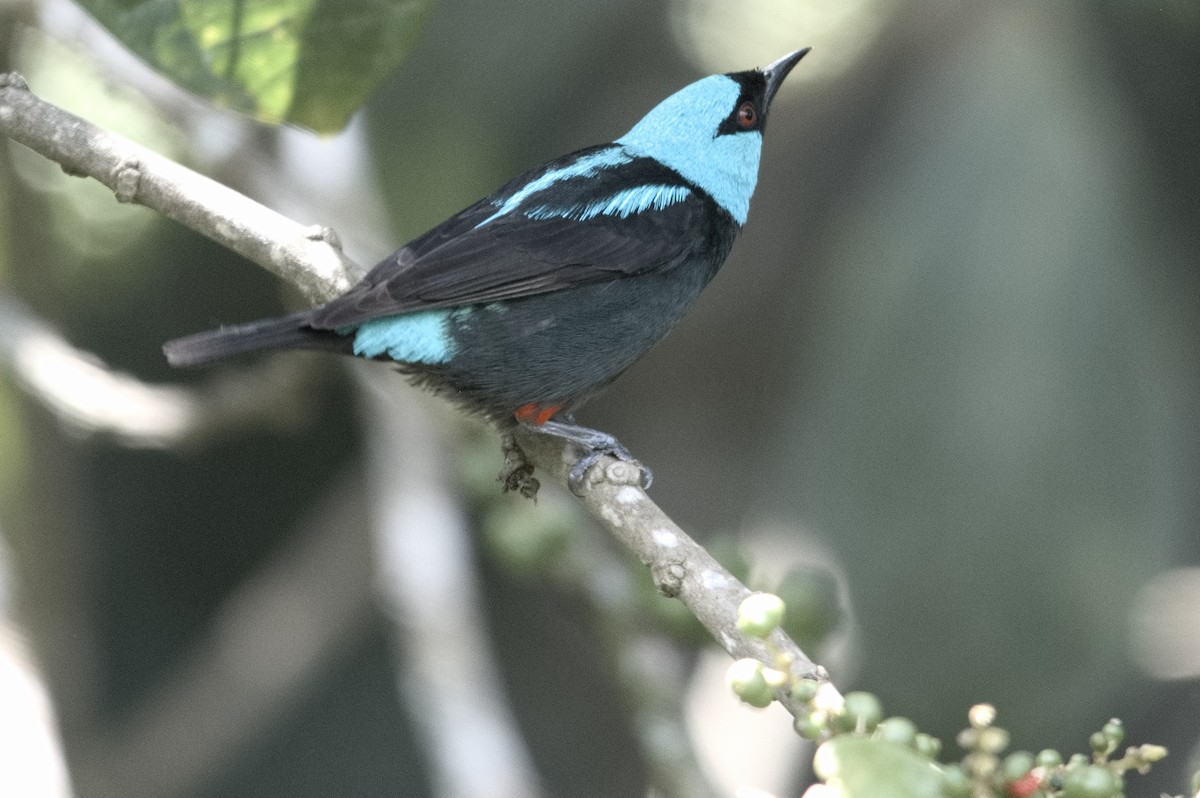 Scarlet-thighed Dacnis - Kevin Thompson