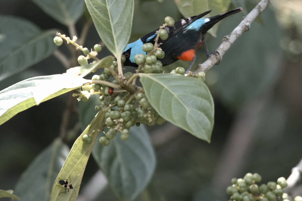 Scarlet-thighed Dacnis - Kevin Thompson