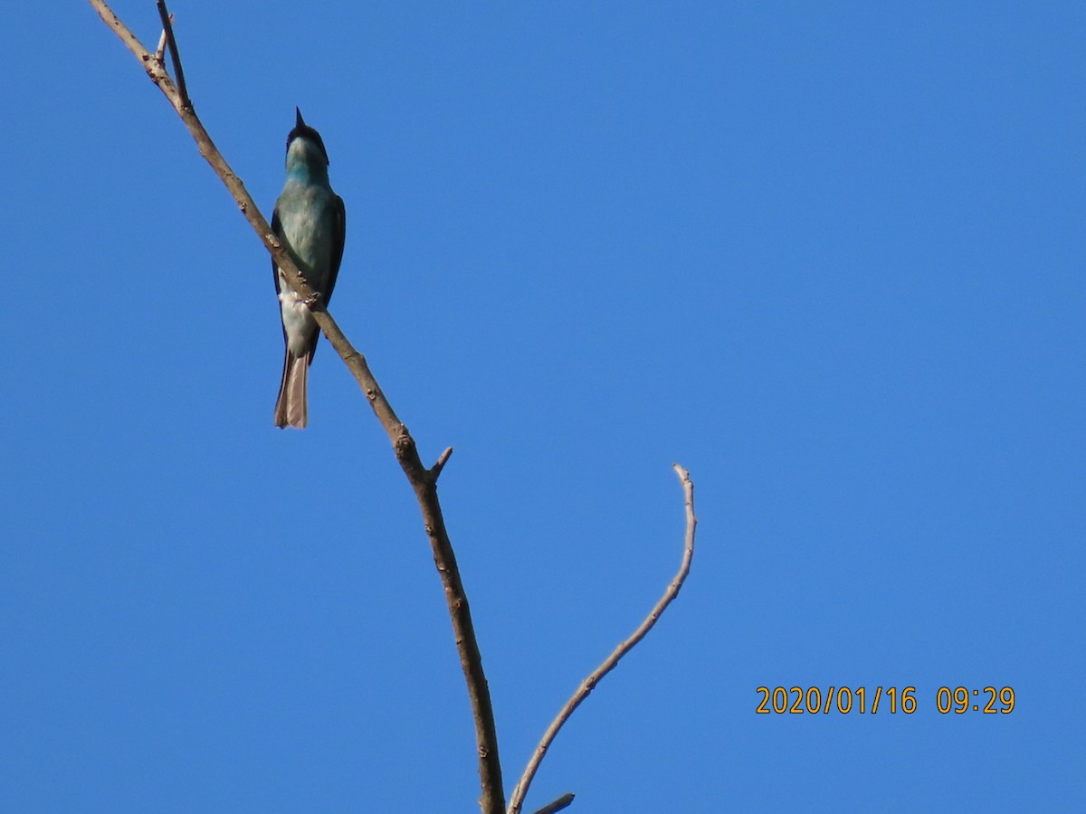 Blue-throated Bee-eater - ML618241026