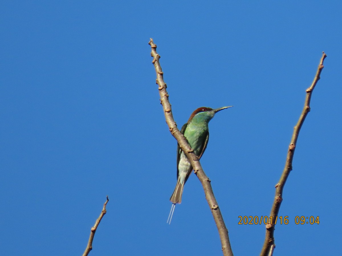 Blue-throated Bee-eater - ML618241027