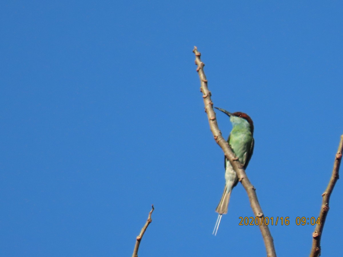Blue-throated Bee-eater - ML618241028