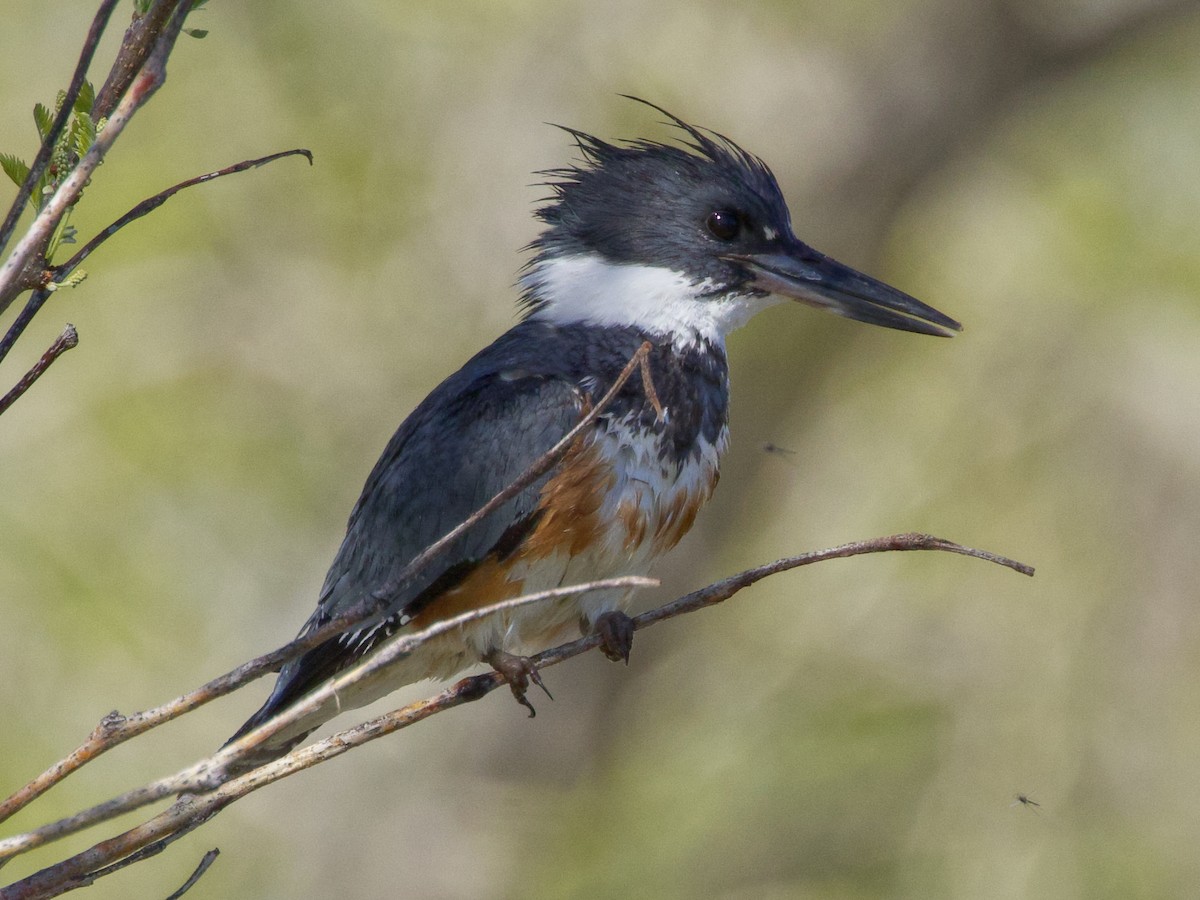 Belted Kingfisher - Dave Prentice