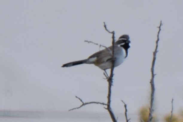 Black-throated Sparrow - ML618241050