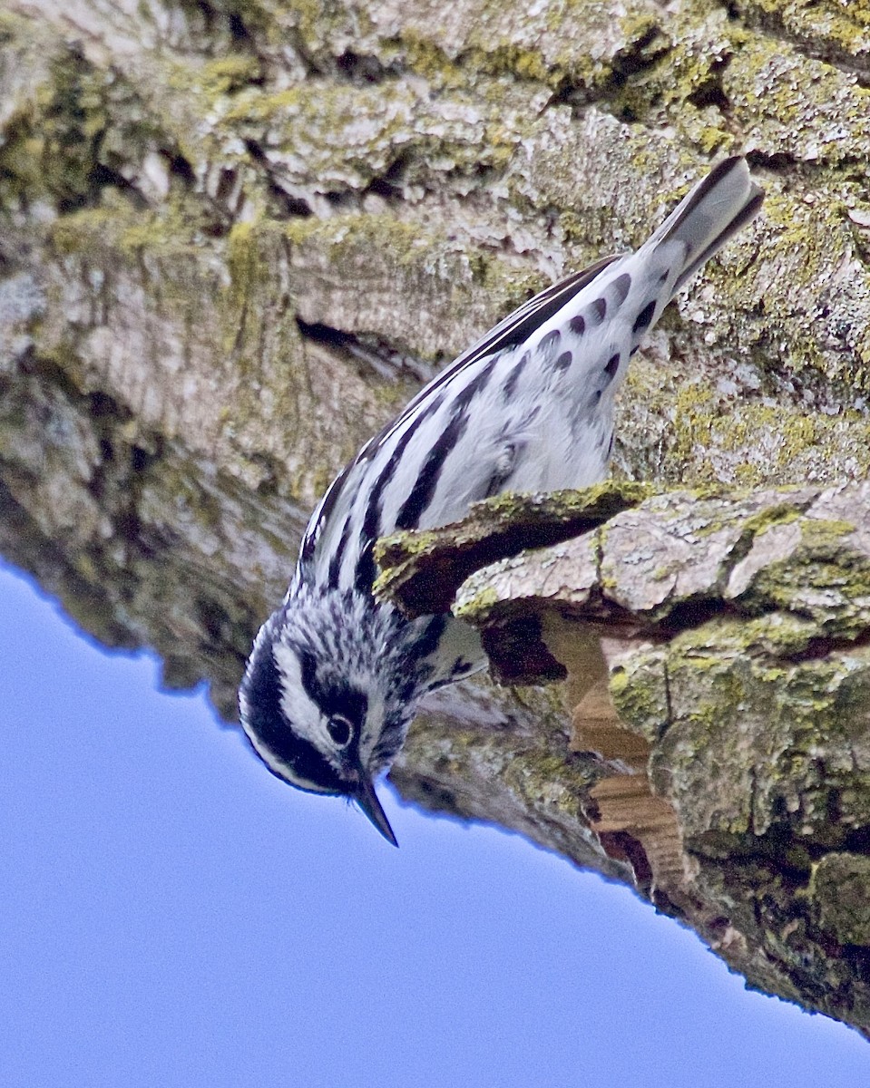 Black-and-white Warbler - ML618241053
