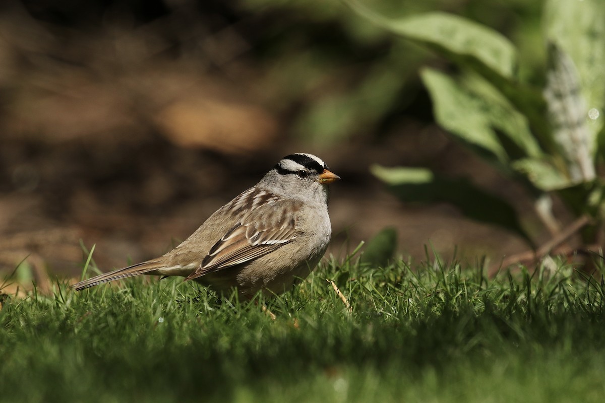 White-crowned Sparrow - Russ Morgan