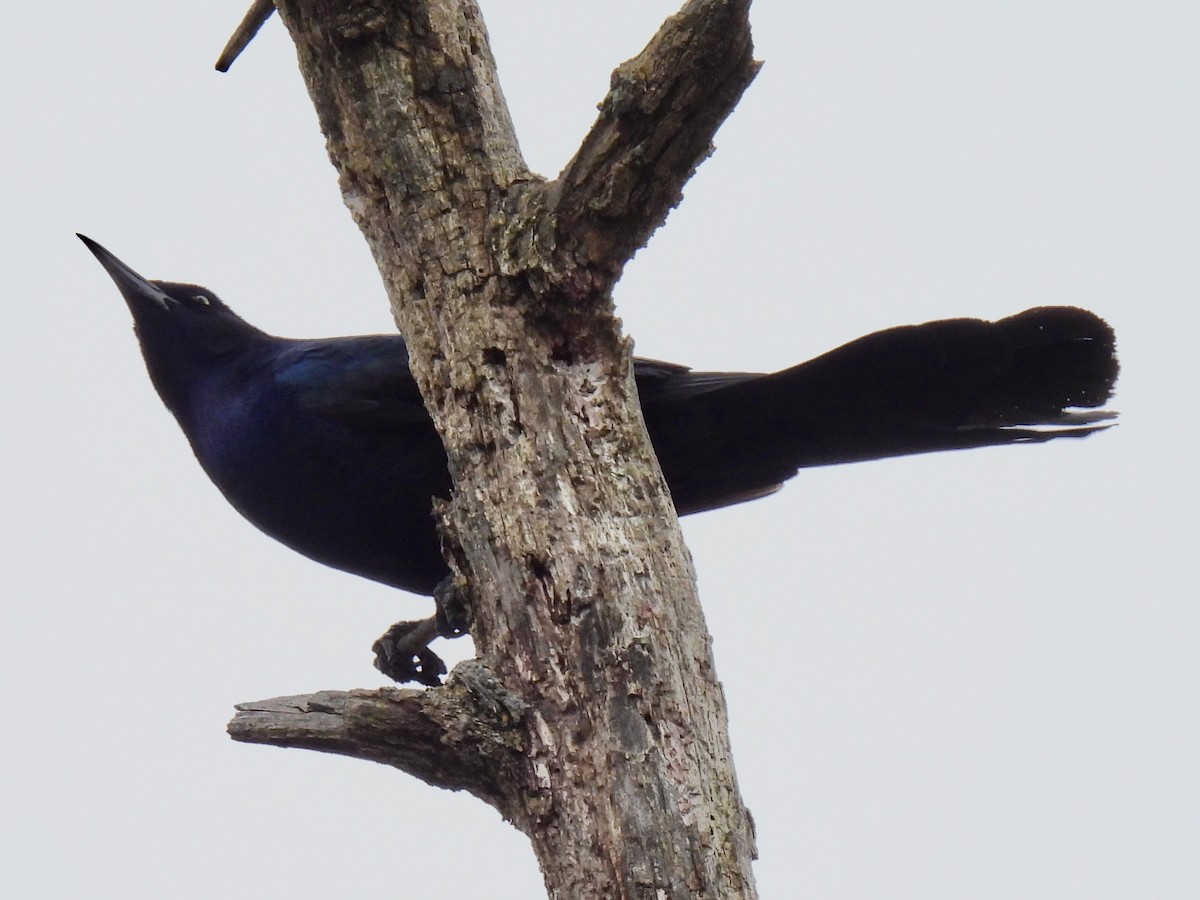 Boat-tailed Grackle - ML618241116