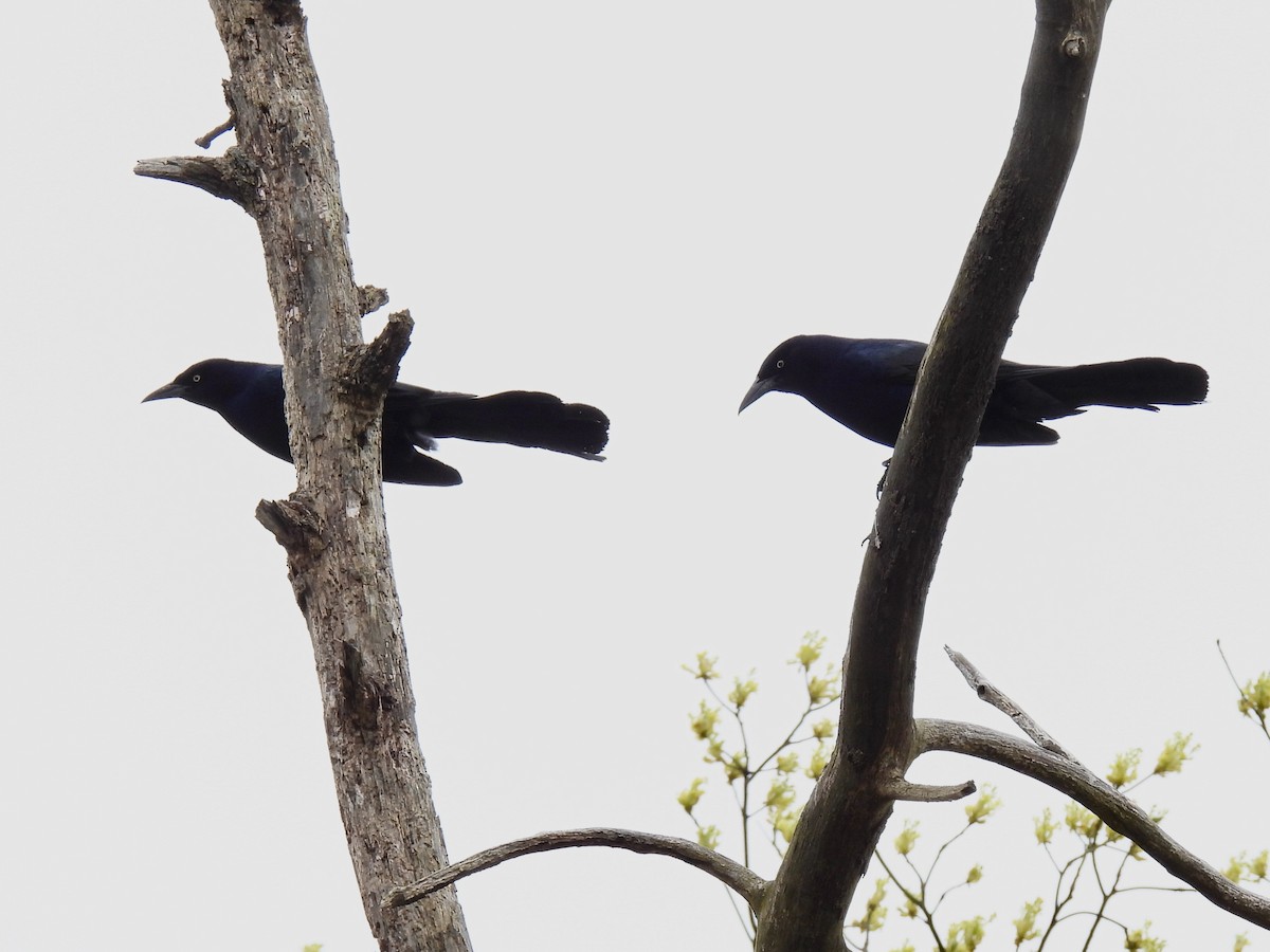 Boat-tailed Grackle - ML618241117