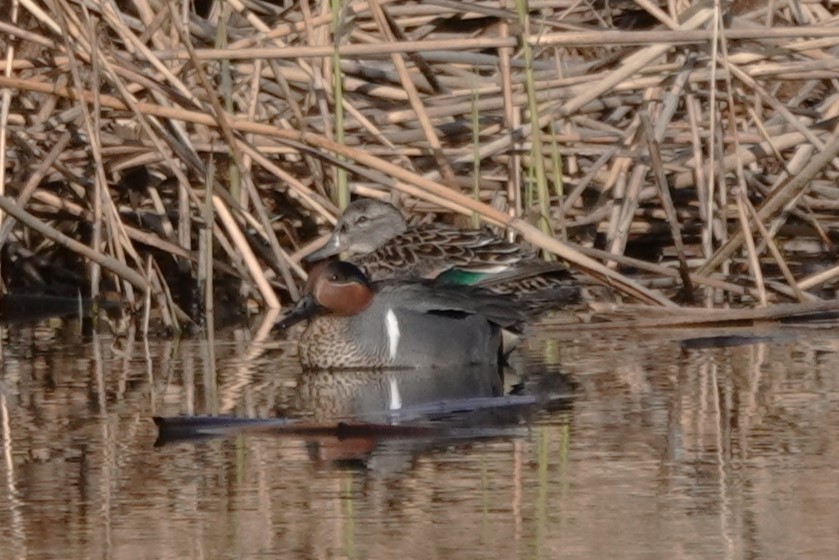 Green-winged Teal - ML618241155