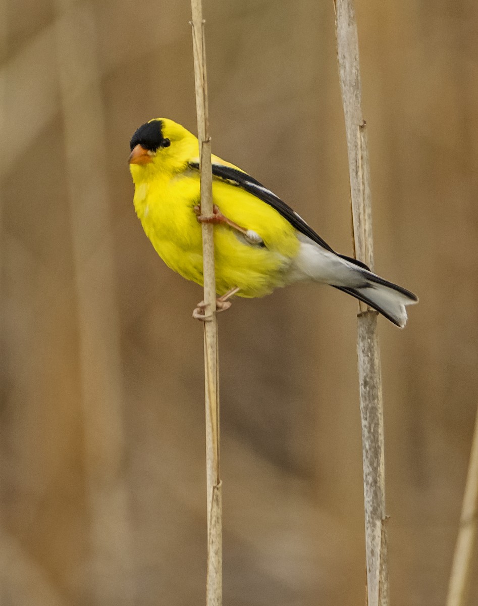 American Goldfinch - Ken  Czworka