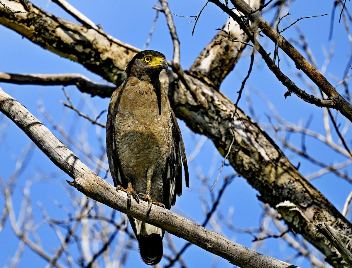 Crested Serpent-Eagle - ML618241221