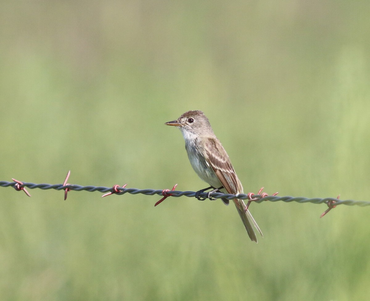 Willow Flycatcher - Nathan Pieplow
