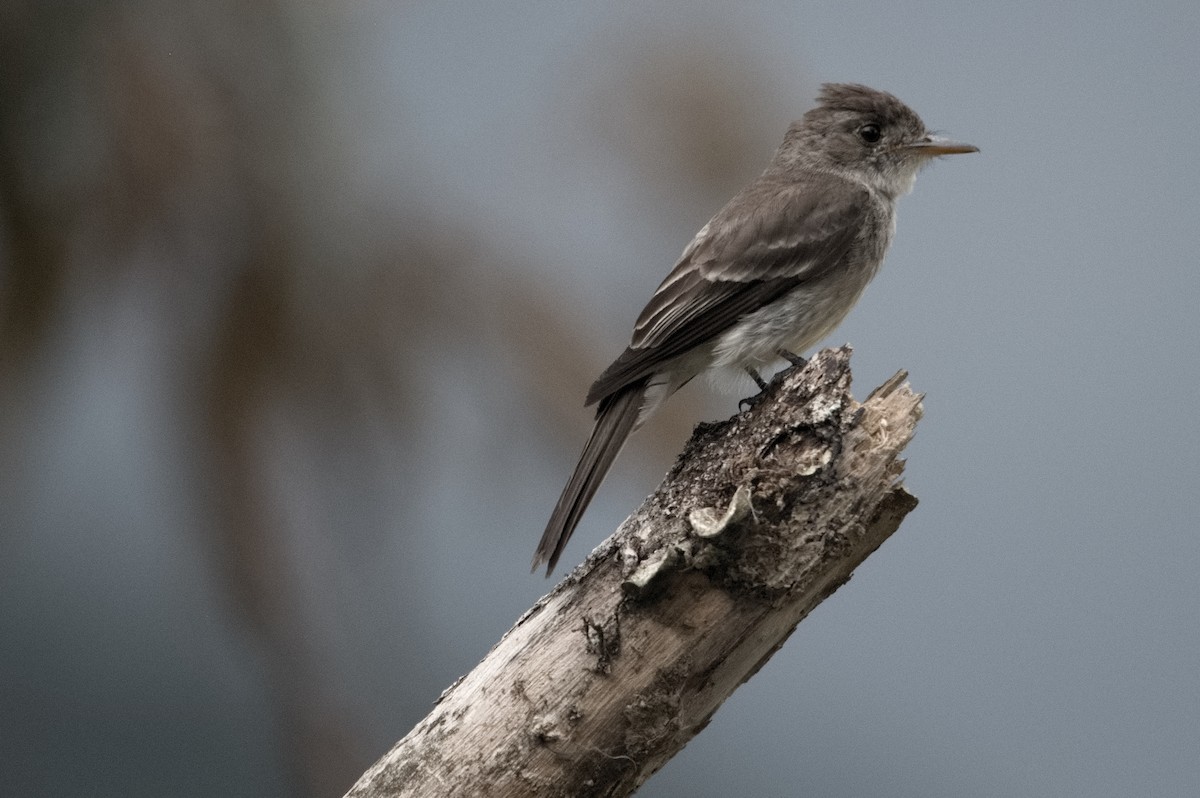 Northern Tropical Pewee - Kevin Thompson