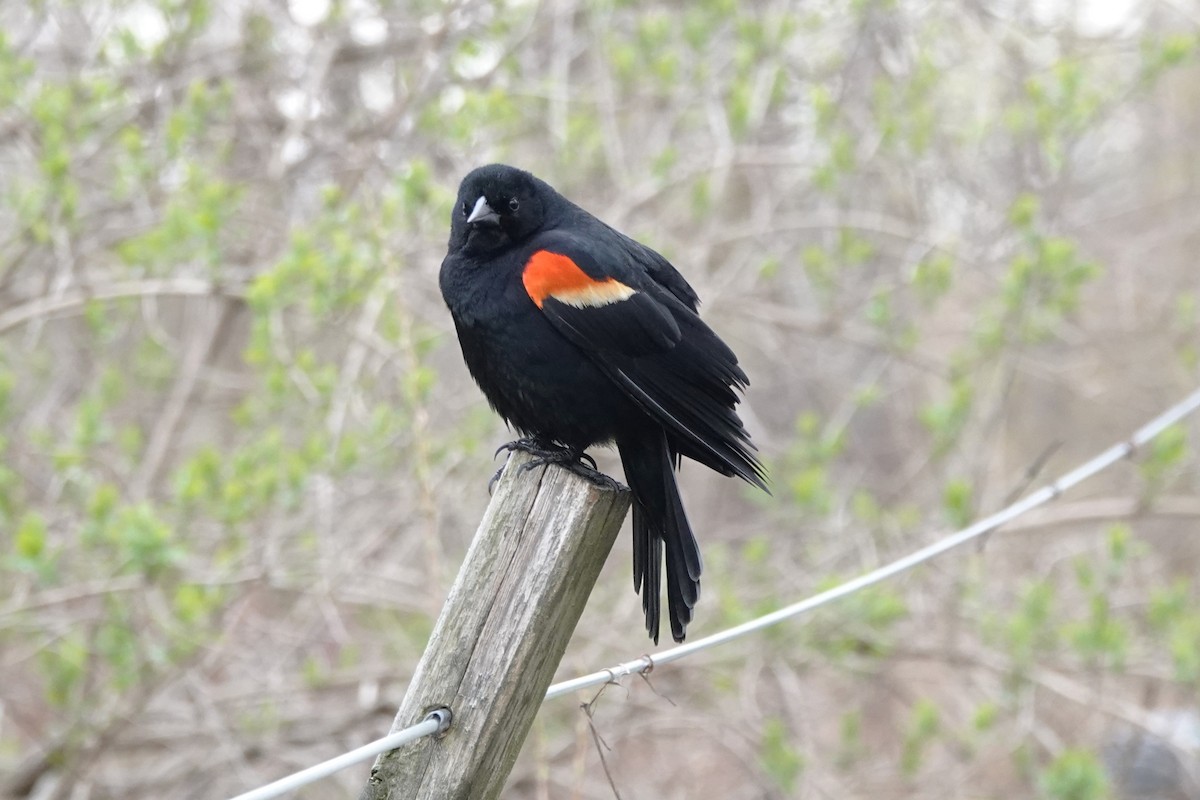 Red-winged Blackbird - Daniel Ouellette