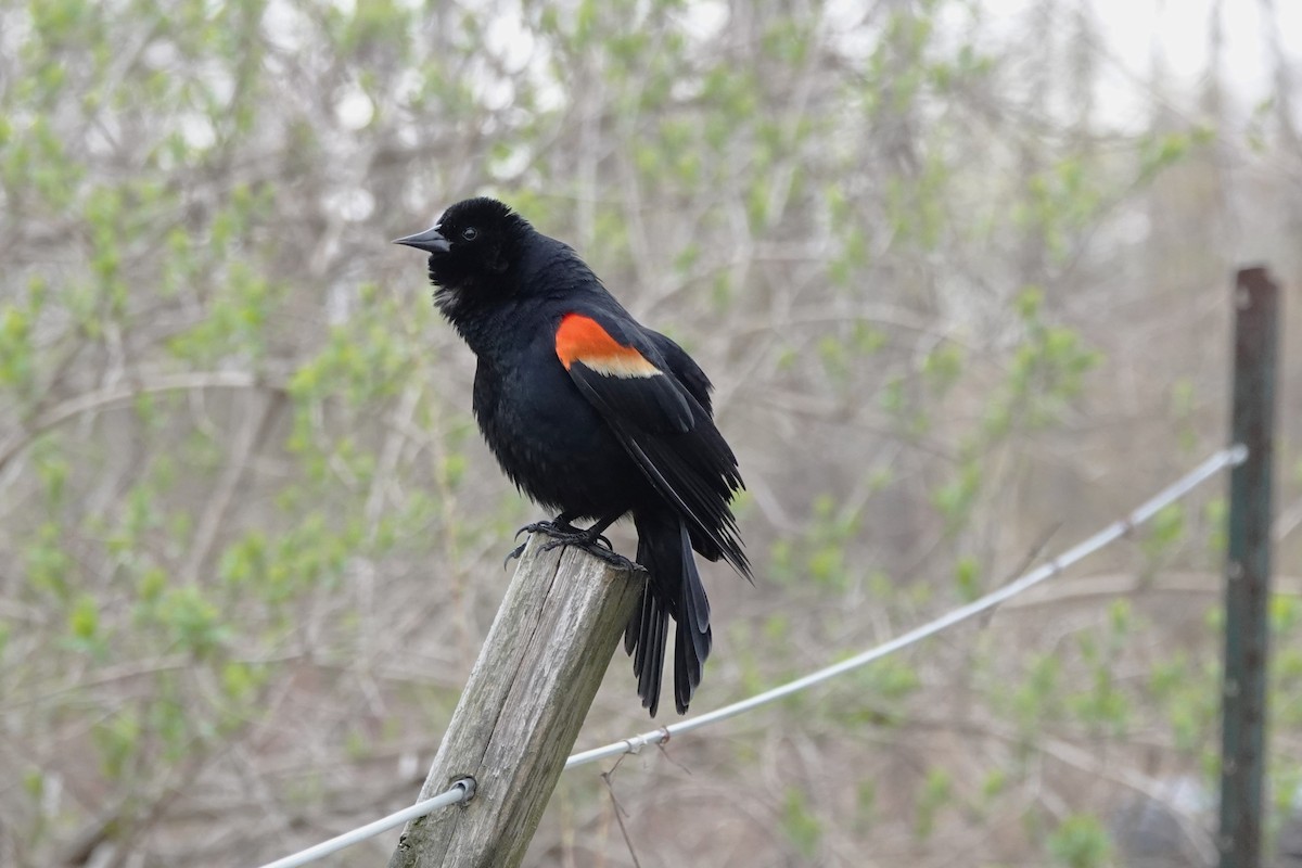 Red-winged Blackbird - Daniel Ouellette