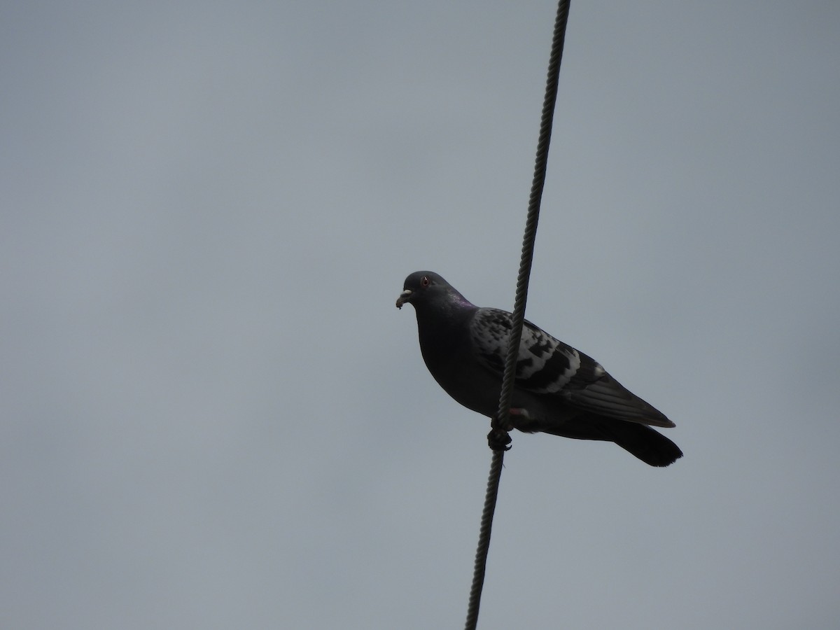 Rock Pigeon (Feral Pigeon) - ML618241270
