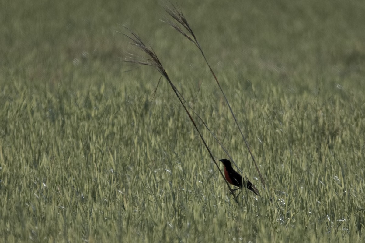 Red-breasted Meadowlark - Kevin Thompson
