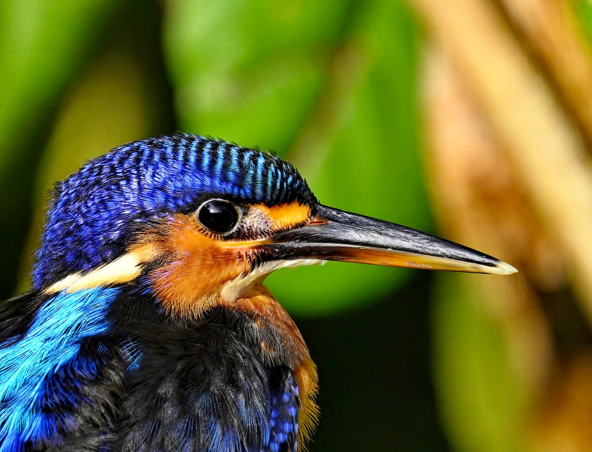 Blue-eared Kingfisher - ML618241334