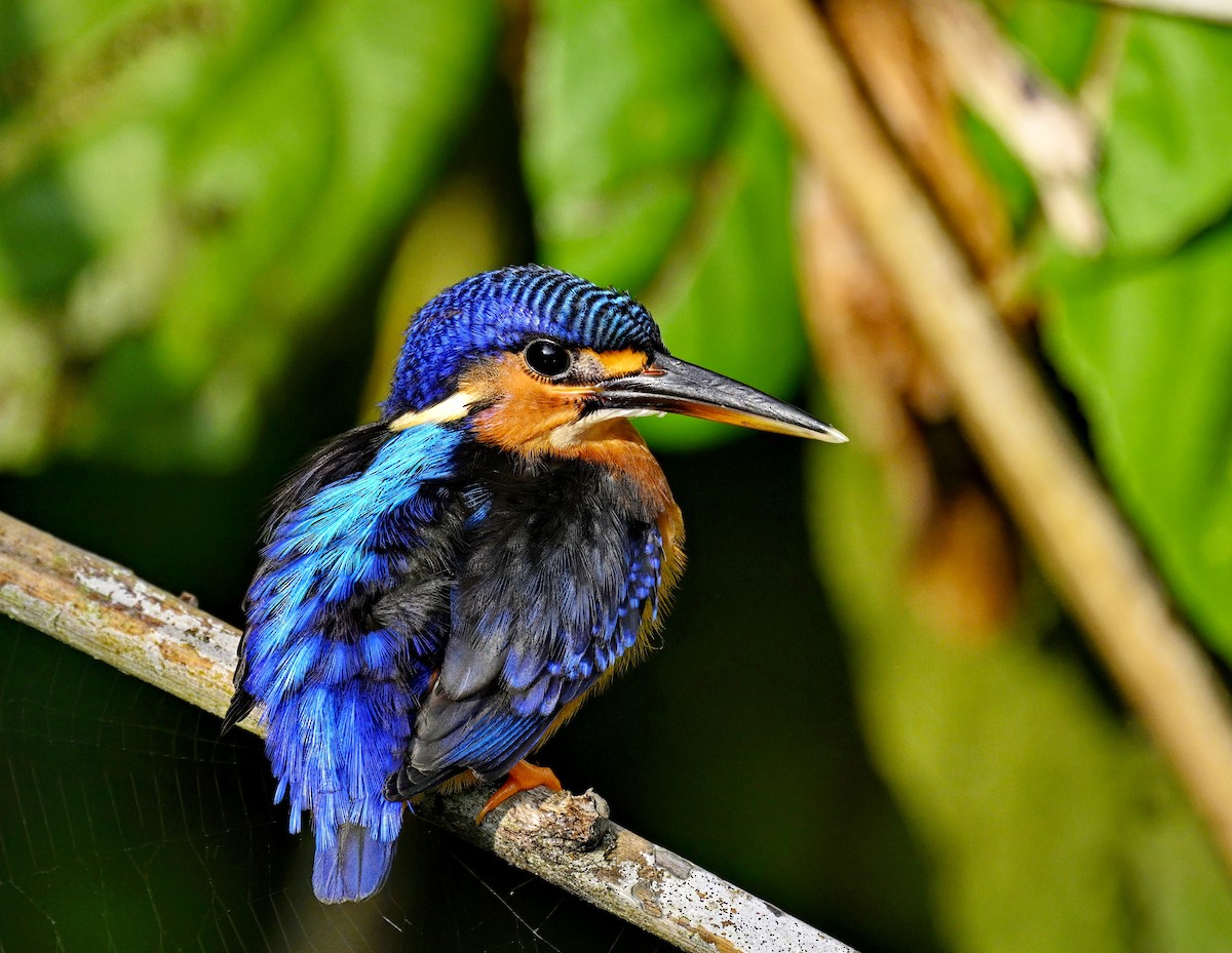 Blue-eared Kingfisher - ML618241335