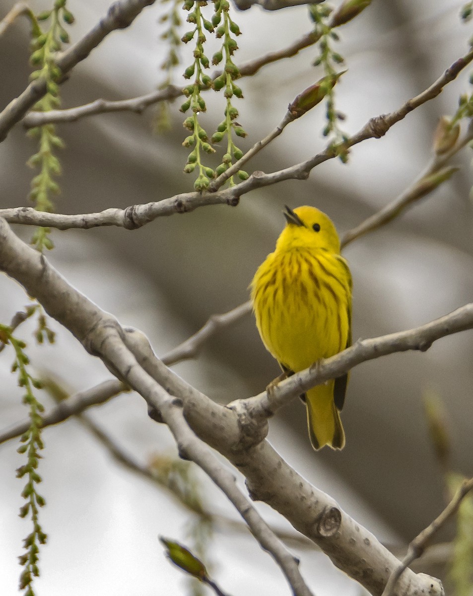 Yellow Warbler - Ken  Czworka