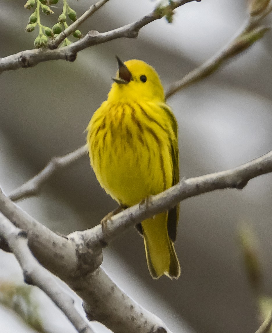 Yellow Warbler - Ken  Czworka