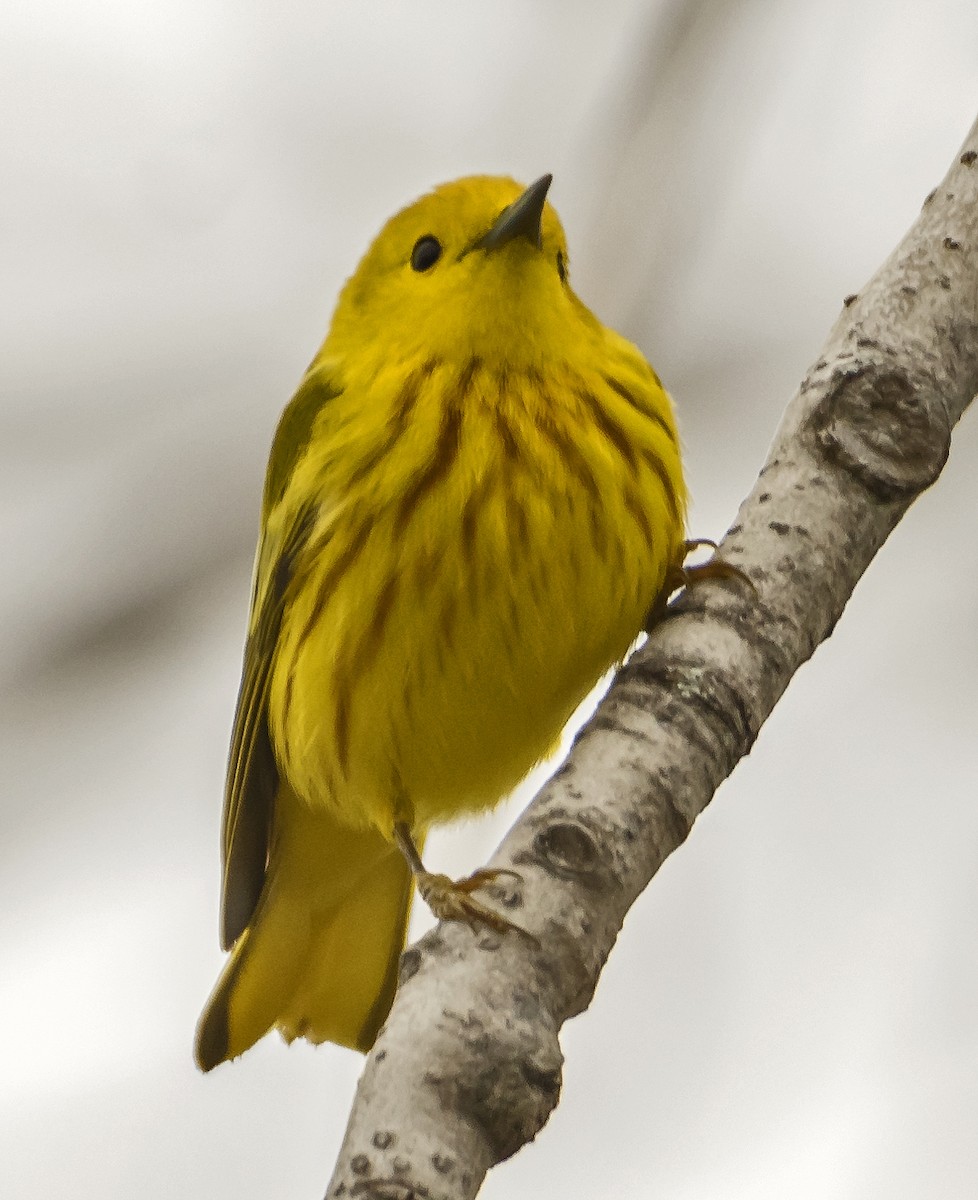 Yellow Warbler - ML618241379