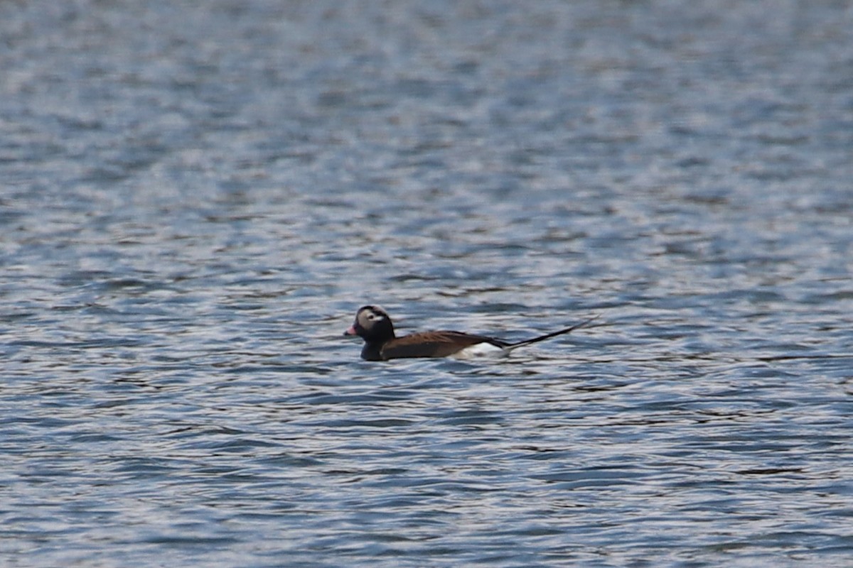 Long-tailed Duck - ML618241388