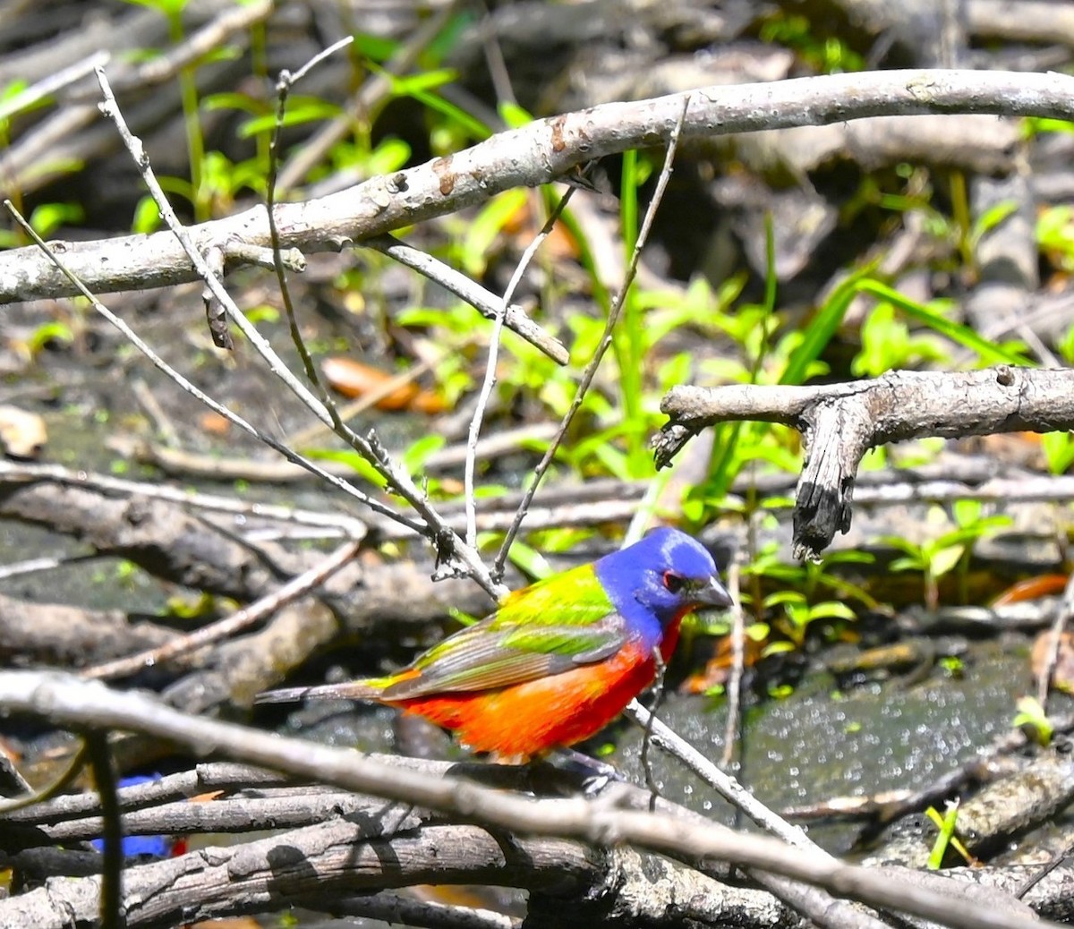 Painted Bunting - ML618241395