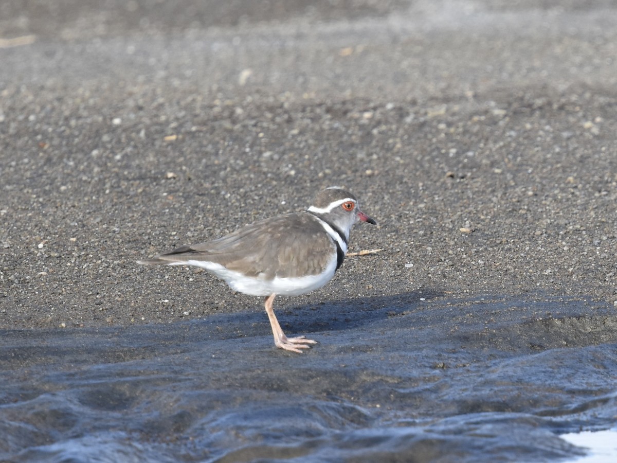 Three-banded Plover - ML618241423
