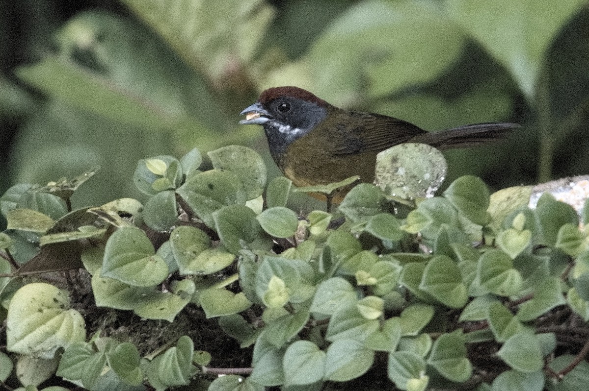 Sooty-faced Finch - ML618241440