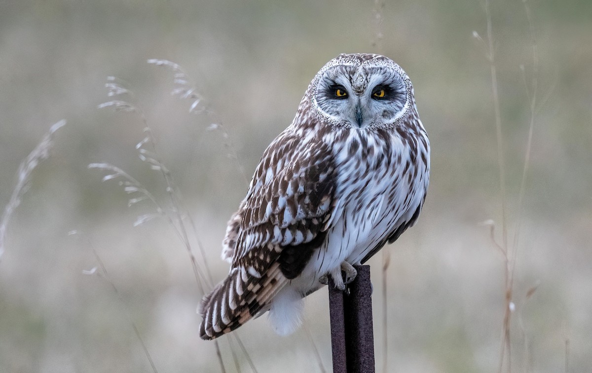 Short-eared Owl - ML618241445