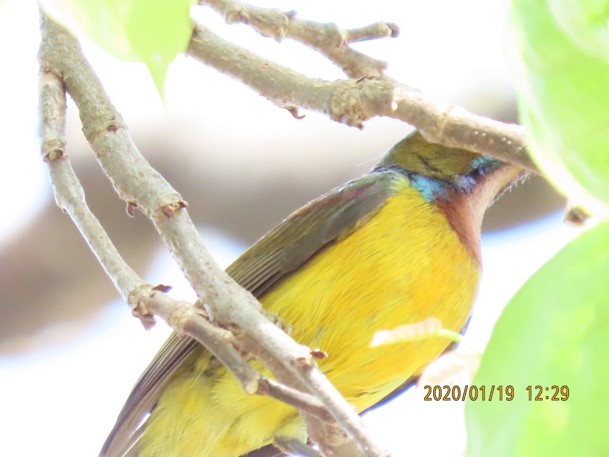 Brown-throated Sunbird - ML618241450