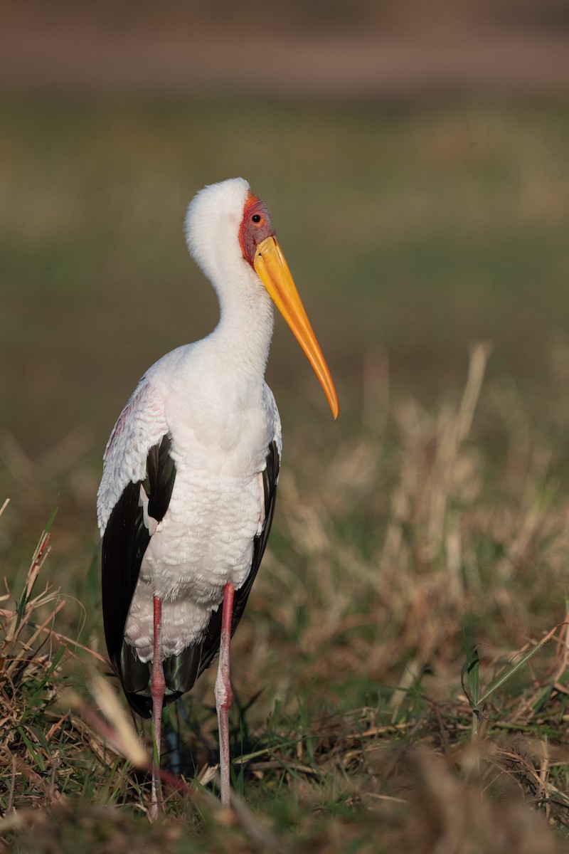 Yellow-billed Stork - Ross Bartholomew