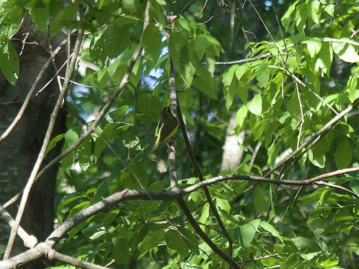 Kentucky Warbler - ML618241465
