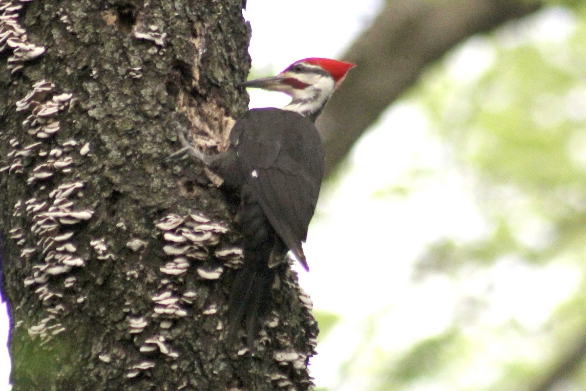 Pileated Woodpecker - Clint Wiederholt
