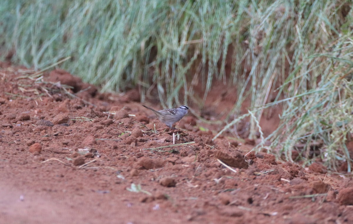 White-crowned Sparrow - ML618241471