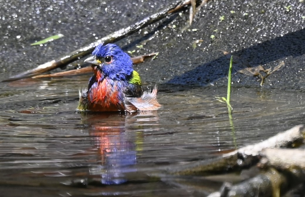 Painted Bunting - ML618241475
