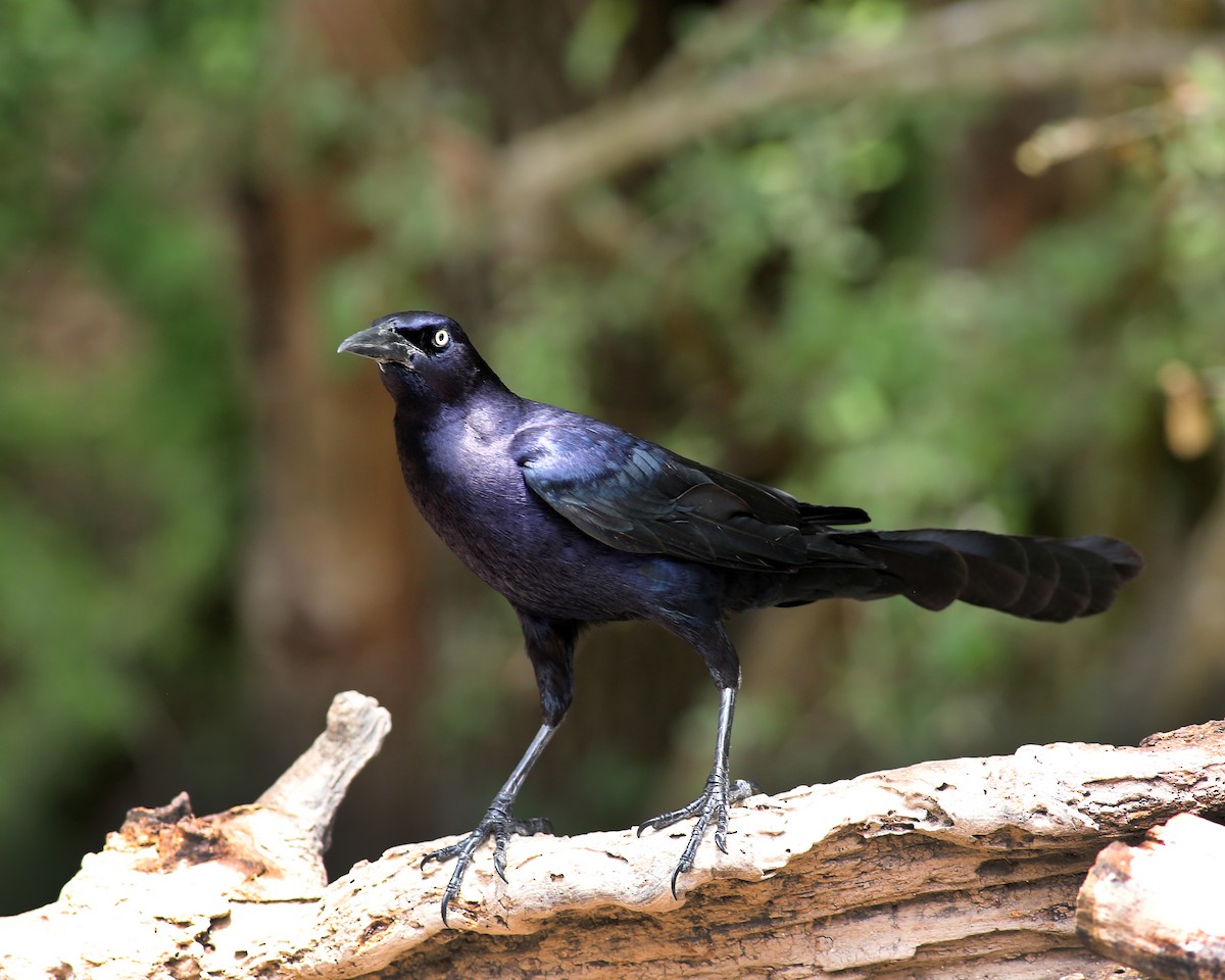 Great-tailed Grackle - ML618241477