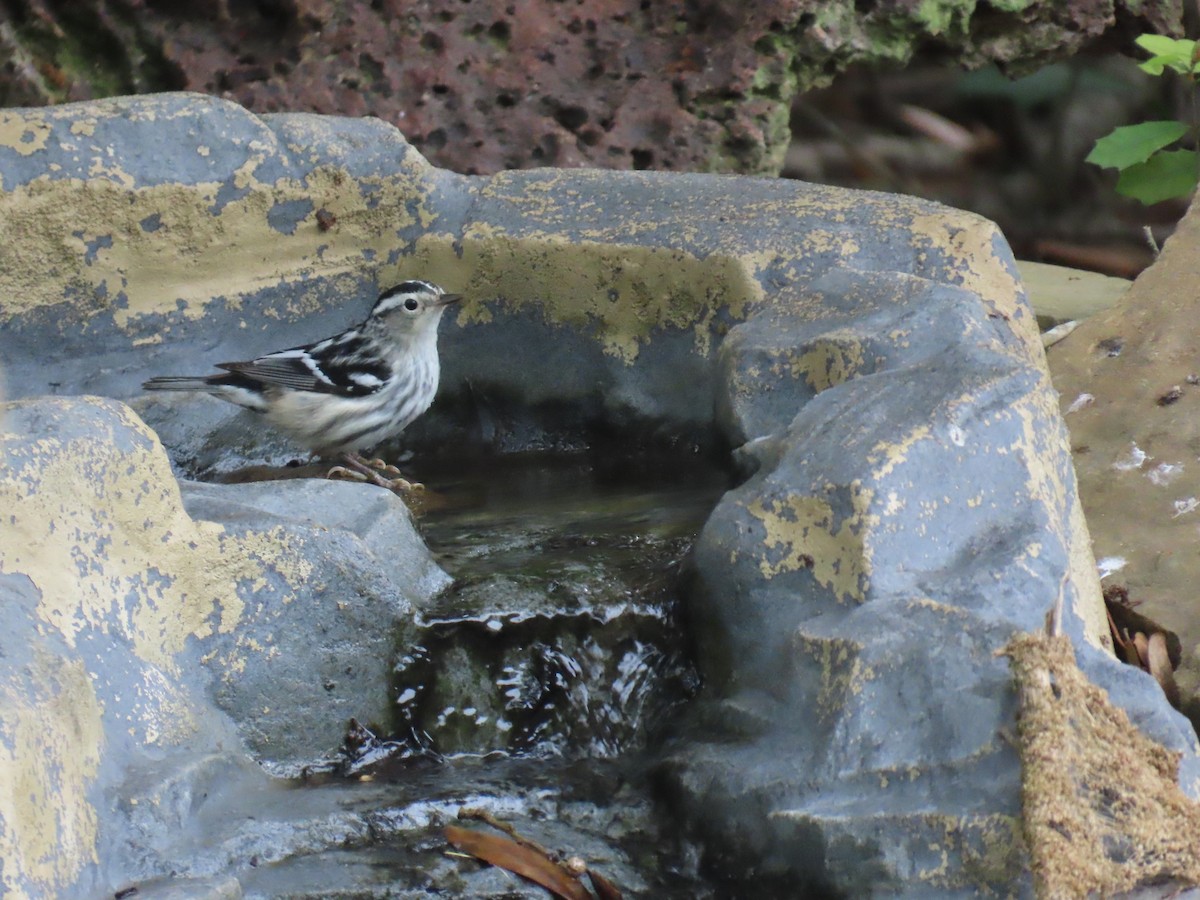 Black-and-white Warbler - Darcy Juday