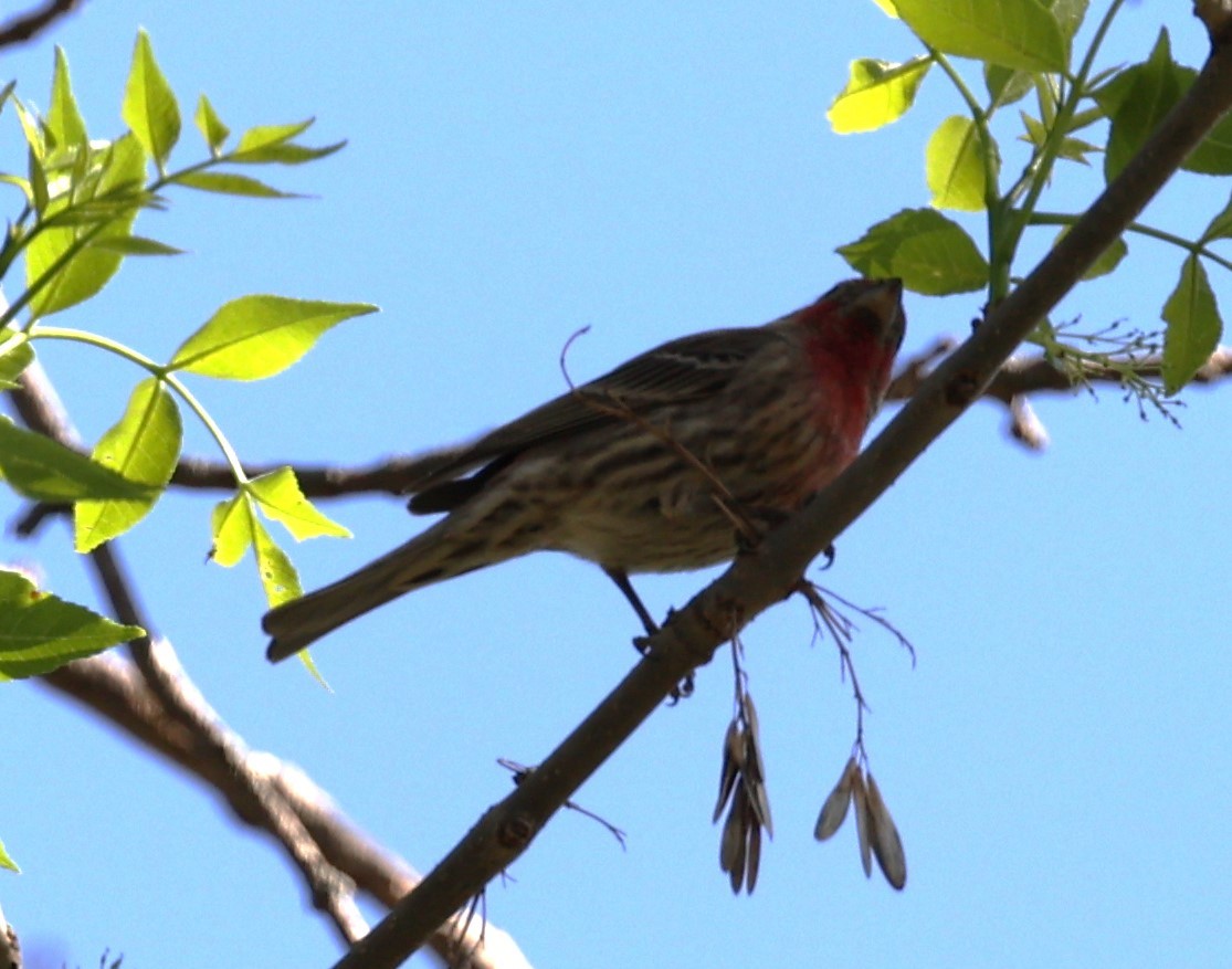 House Finch (Common) - ML618241492
