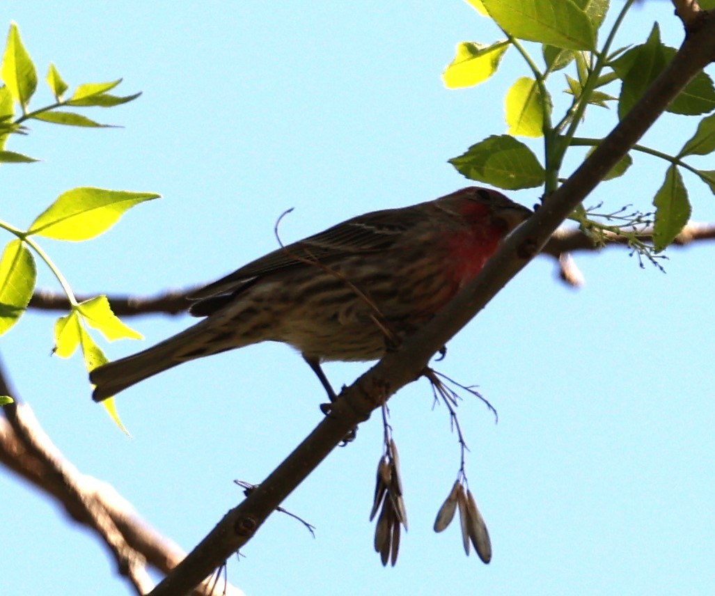 House Finch (Common) - ML618241493