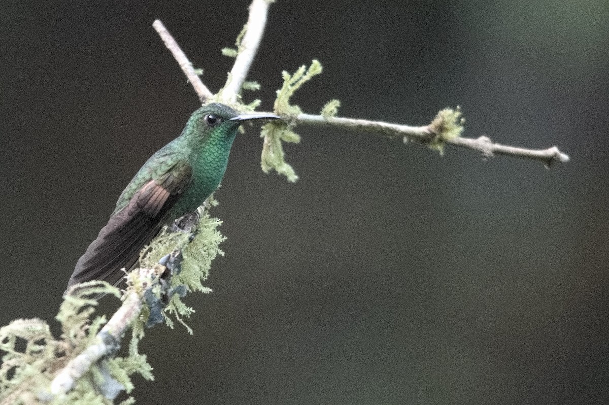 Stripe-tailed Hummingbird - ML618241496