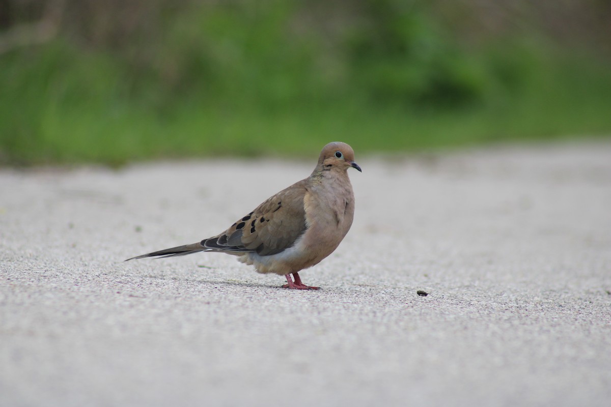 Mourning Dove - Nolan Fisher