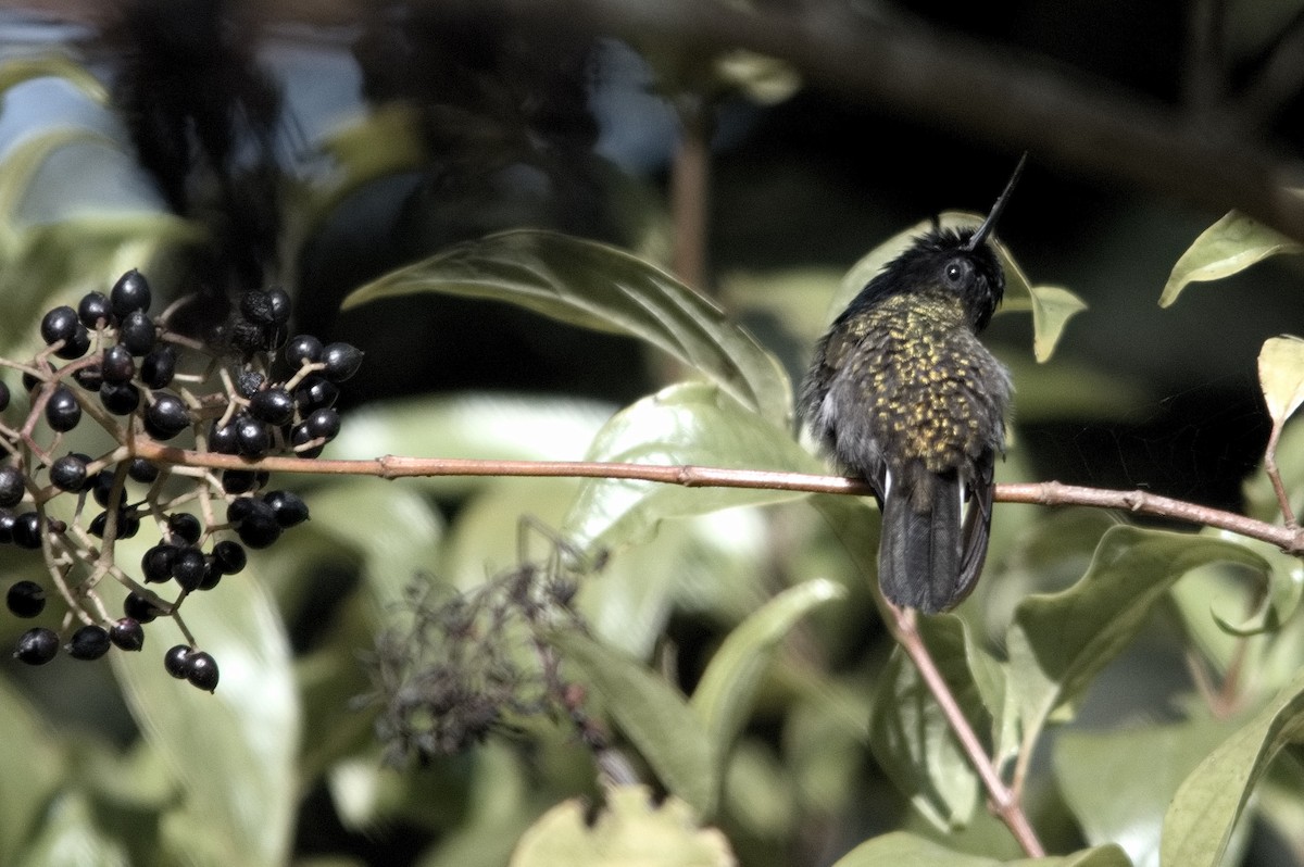 Колібрі-жарокрил чорночеревий - ML618241508
